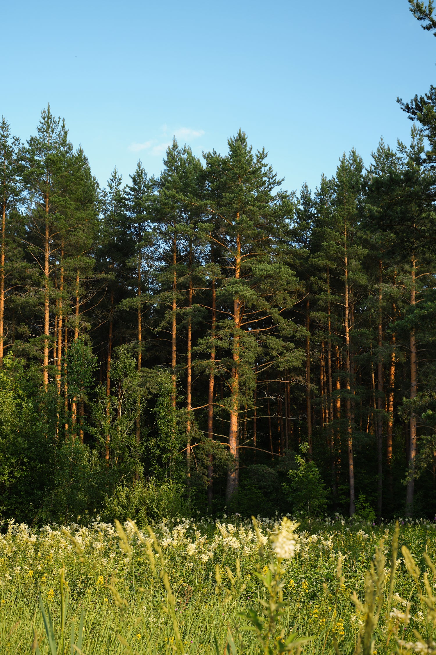 pine tree forest symbolizing where we source our sustainable materials